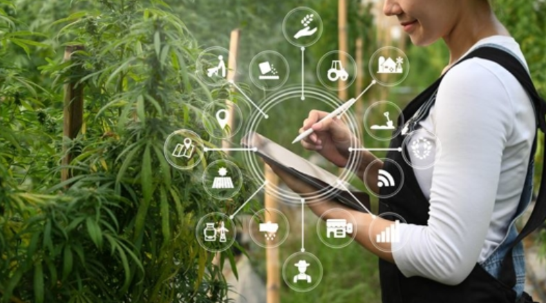 The Green Path to Wellness Dispensary Cannabis Insights